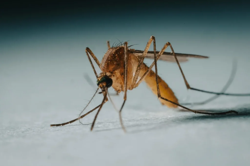 Protect Your Family from Mosquito-Borne-Diseases - Coachella Best Pest Pros | Coachella, CA | 442-207-5800
