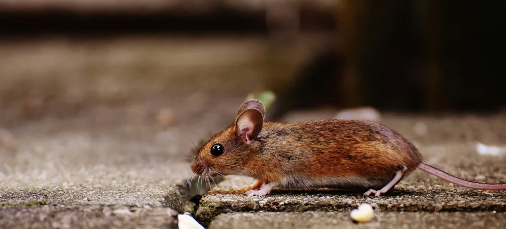 Residential-Commercial-Rodent-Solutions - Coachella Best Pest Pros | Coachella, CA | 442-207-5800