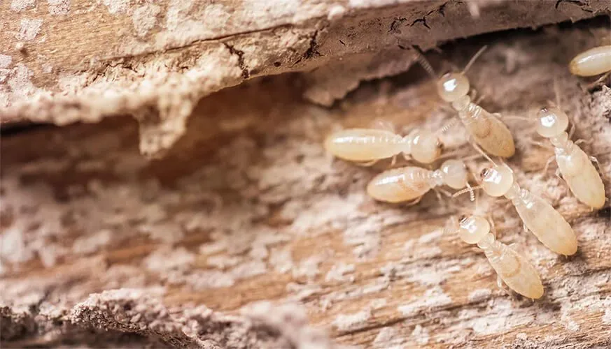 Signs You May Have a Termite Infestation - Coachella Best Pest Pros | Coachella, CA | 442-207-5800