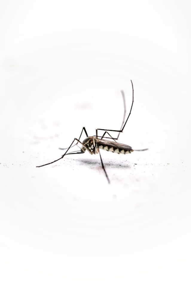 Tired of Mosquitoes Ruining Your Evenings - Coachella Best Pest Pros | Coachella, CA | 442-207-5800