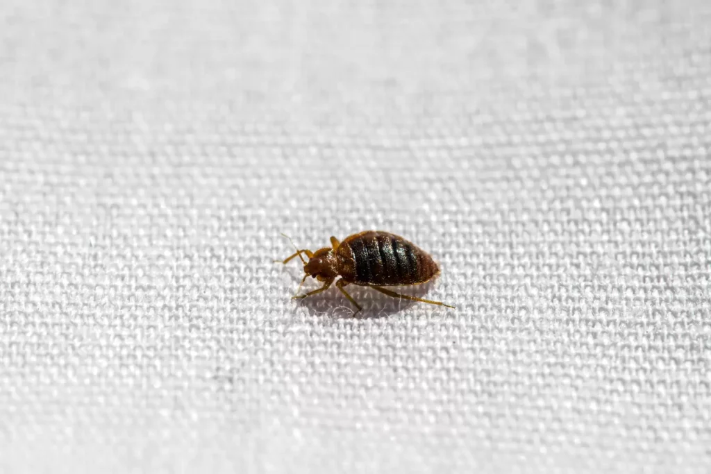 Why Bed Bug Heat Treatments Work Best - Coachella Best Pest Pros | Coachella, CA | 442-207-5800