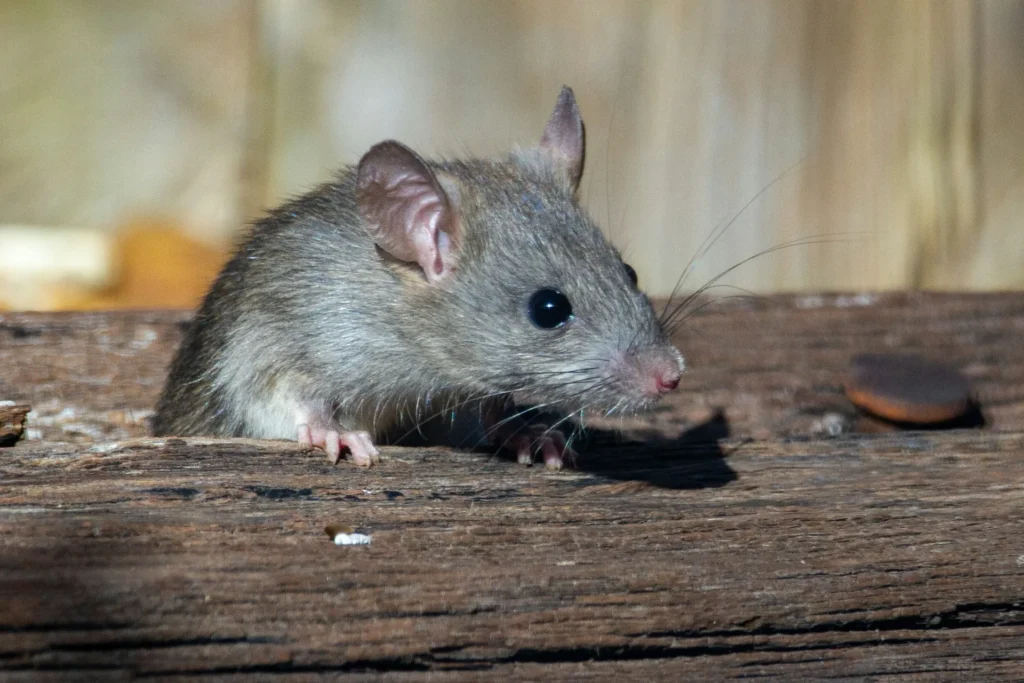 Why-Choose-Our-Rodent-Exterminators - Coachella Best Pest Pros | Coachella, CA | 442-207-5800